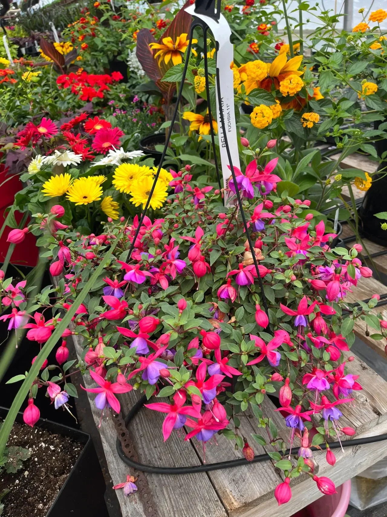 Panier de fuchsias prêt à partir
